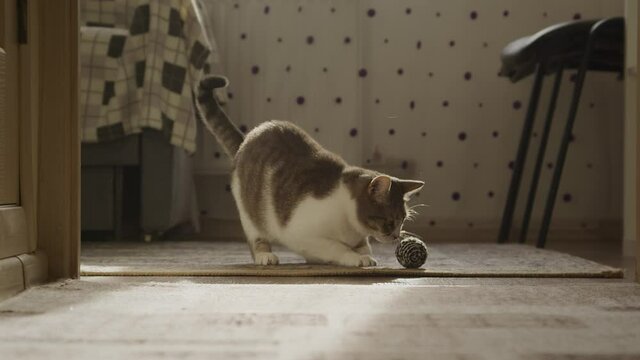 White domestic cat playing with a toy ball and sharpening it's claws on the carpet on a sunny day at home