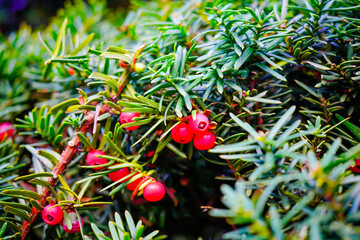 赤い実を付けた常緑針葉樹のイチイ