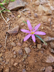 Fiore selvatico