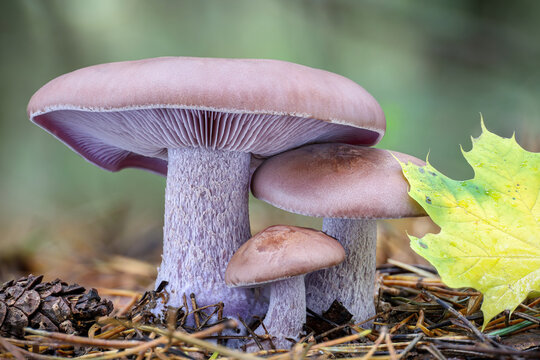 Lepista nuda commonly known as wood blewit in autumn forest