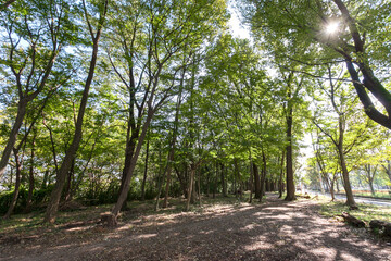 多摩平第１緑地（東京都日野市多摩平）