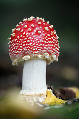 Amazing red toadstool on green blurred background