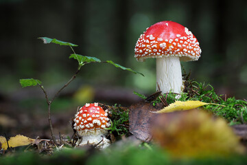 Two Amanita muscaria in forest with blurred background
