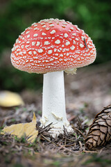 Amazing Amanita muscaria in forest - poisonous toadstool