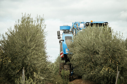 Olive Harvester