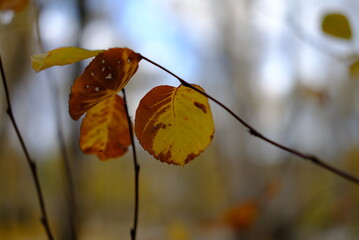 autumn leaves on a tree