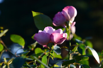 ピンク系のばら