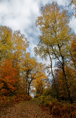 chemin en automne dans les Vosges