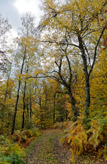 Fototapeta na wymiar chemin en automne dans les Vosges