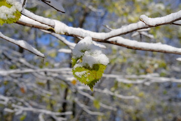 snow covered branches
