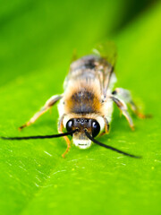 Long-horned Bee (Eucera sp.)