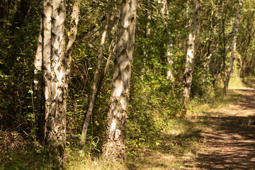 Fototapeta premium landscape_054