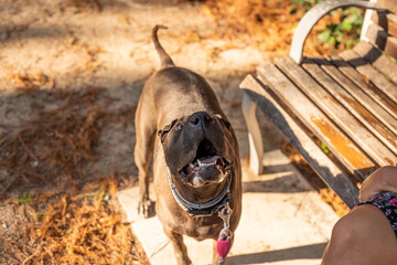 A dog Shar Pei visiting Malaga one of the most charming cities of Andalusia in Spain. with a...
