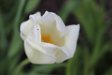 Opened bud of white tulip close up