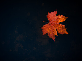 A red/orange leaf floating on the surface of the dark water