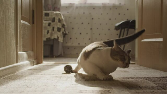Adorable domestic cat playing with a toy ball at home on the floor