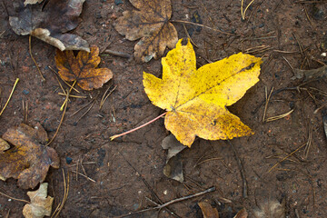 Autumnal maple leaf on ground.  Fallen leaf  of yellow maple. Autumn concept with copy space.