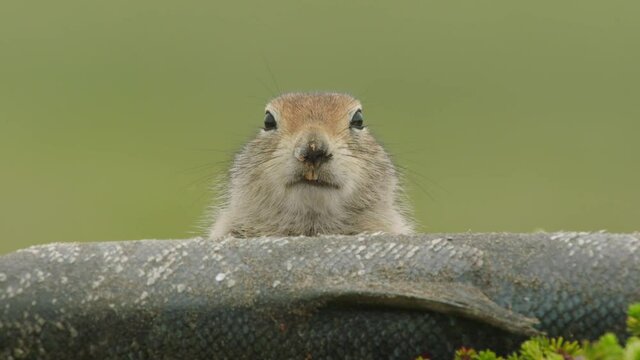Arctic Ground Squirrel feeding on fish, Alaska, USA