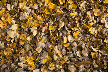 Autumnal fallen leaves background. Imperfect lime tree  texture with copy space.