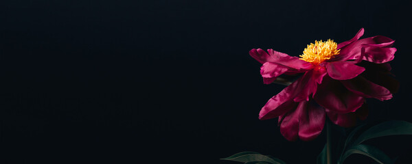 Schöne magentarote Pfingstrose auf Schwarzem. Blumenbanner, Kopierraum © colnihko