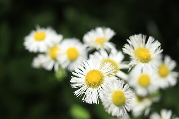 Fototapeta premium Chamomile flowers close up