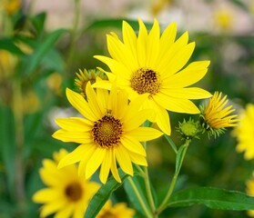 A close view of the bright yellow flowers in the garden.