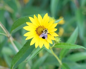 The small bee on the bright yellow flower in the garden.