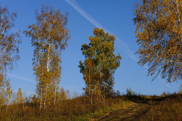 trees in the autumn