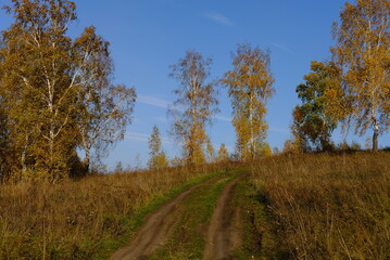 Fototapeta premium autumn landscape with trees