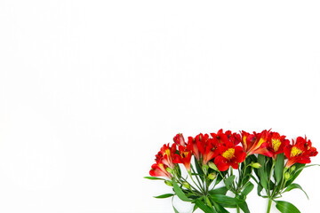 red flowers are laid out at the bottom on a white background on the right with space for text or lettering