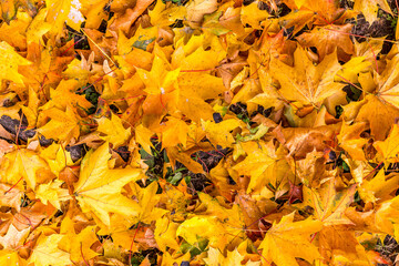 Naklejka na ściany i meble yellow autumn leaves