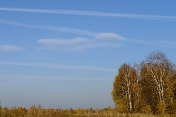 autumn landscape with trees and sky