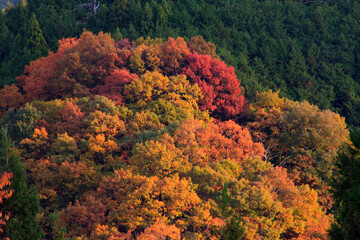 秋の奈良曽爾村の朝