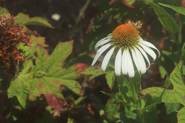 Chamomile on a flower bed close up
