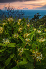 Hedychium ellipticum Buch. - Ham,ex Sm, Beautiful wild followers in the rainy-season.