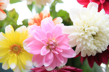 Fototapeta premium ダリアの花