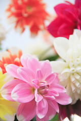 Fototapeta premium ダリアの花