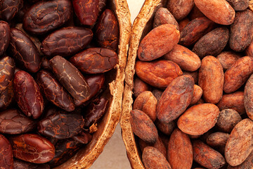 Detail of unpeeled and fresh roasted cocoa beans in a pod.