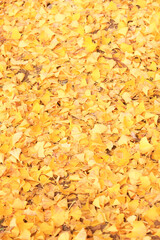 奈良、イチョウの落葉