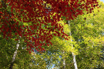 京都、紅葉と竹
