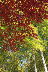 京都、紅葉と竹