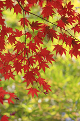 京都、紅葉と竹