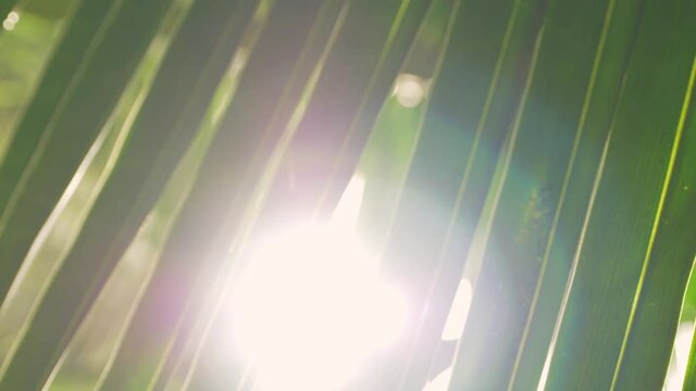 Vertical video motion of coconut leaves and the morning sun
