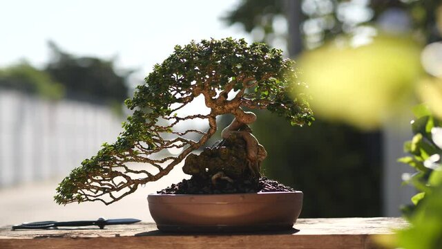 Beautiful bonsai tree in the morning, Bonsai plant is an art and wonderful way to relax after a hard days work, small bonsai plants is a popular hobby in Asia. Gardening Concept.
