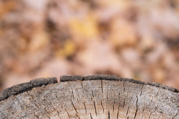  Wooden surface of a saw cut from a tree on an autumn background