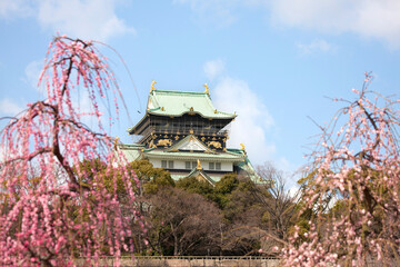Fototapeta premium 大阪城と梅