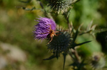 Milk Thistle plant herbal remedy. thistle, Blessed milk,