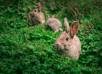 rabbit in the grass