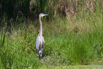 Great Blue Heron in Green Marsh