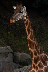 Beautiful portrait of a Baringo Giraffe from neck up in a zoo in valencia spain
